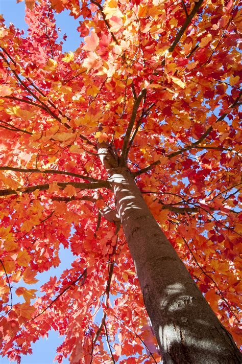 climate change  affect fall foliage timing uconn today