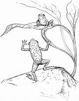 Frog Coloring Pages Frogs Tree Reptile Playful Yuckles sketch template