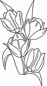 Netherland Tulips Blooming Peony Coloring sketch template
