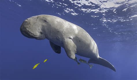 donate  dugongs australian geographic