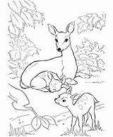 Deer Coloring Pages Baby Printable Colouring Family Kids Forest Mule Adult Drawing Animal Mother Print Rocky Two Balboa Animals Sheets sketch template