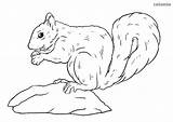 Squirrel Squirrels sketch template