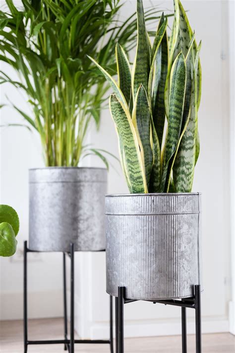 large indoor plant pots ideas  foter
