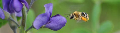 Tpwd Native Pollinators And Private Lands Social Vs Solitary Bees