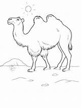 Camel Caravan Drawing Coloring Paintingvalley sketch template