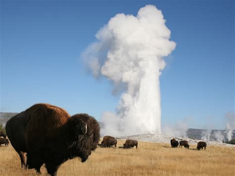 Yellowstone National Park Learn About This Rv Destination