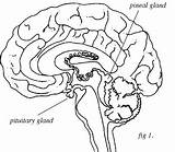 Gland Drawing Pituitary Pineal Getdrawings sketch template