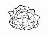 Cabbage Coloring Organic Colorear Pintar Vegetables Coloringcrew Dibujos sketch template