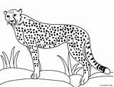 Guepardo Geparden Colorear Gepard Hermoso Ausdrucken Kostenlos sketch template