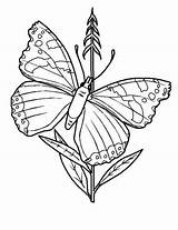 Sfatulmamicilor Ro Floare Desenat Fluture Fluturas Din sketch template