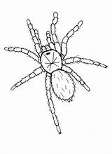 Tarantula Coloring Drawing Hideous Pages Spider Getdrawings Printable Color Getcolorings sketch template