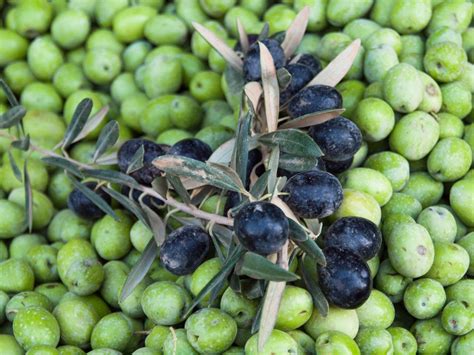 varieties  fruiting olive trees   grow