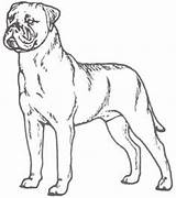 Coloring Setter Irish Mastiff Pages Sketch English Dog Getcolorings Getdrawings Bull Paintingvalley Colorings sketch template