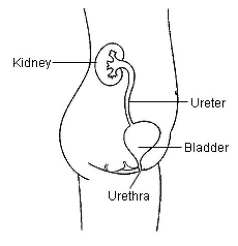 How To Prevent And Cure Urinary Tract Infection Uti Ayurveda