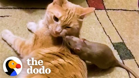 cuddly rat  stop giving  cat sister hugs  kisses  dodo