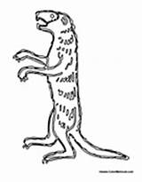 Mongoose Coloring Pages Standing Results Colormegood Animals sketch template