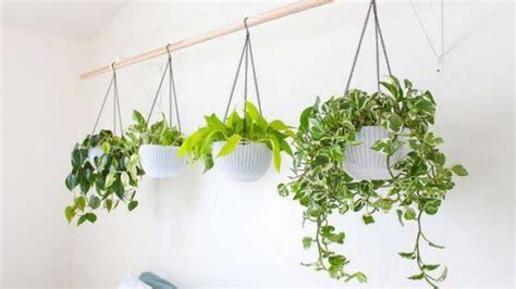 tips merawat tanaman gantung  ruangan skandinavia apartment