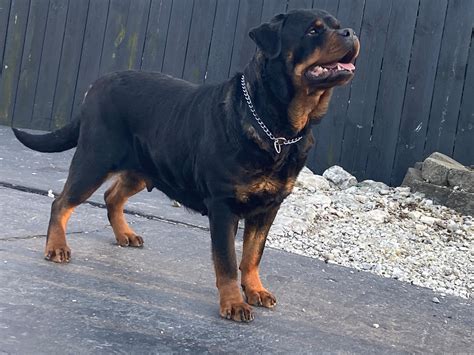 adel timit tor pol lords german rottweilers