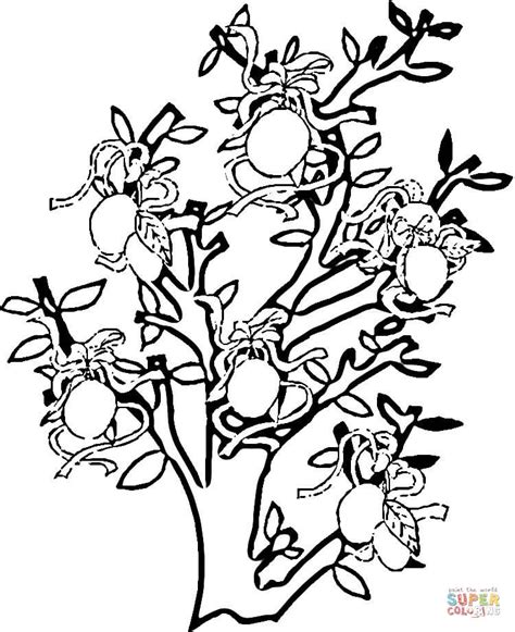 orange tree coloring page  printable coloring page coloring home