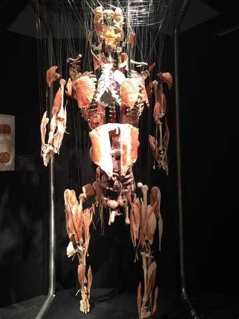 Calgary 1st City In Canada And U S To Exhibit Body Worlds Coupling