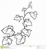 Efeu Vine Edera Vines Skizze Creeping Ivy Fiori Branches Gezeichnete Lierre Vektors Rami Blumen Dekor Risultati Schablonen Pesco Colorati Foglie sketch template