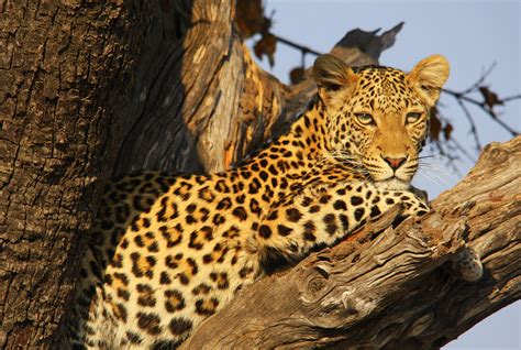 chobe national park safari botswana