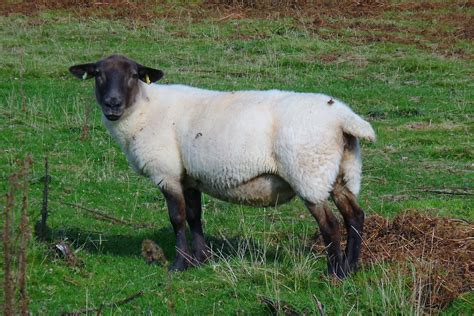 welsh mountain sheep walisisches bergschaf im brecon beacons national park  aufstieg zum