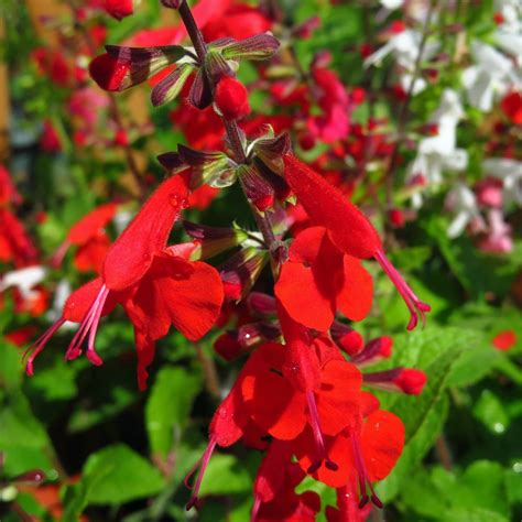 Summer Jewel Red Salvia Plants For Sale Garden Sage