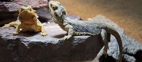 choosing   bearded dragon substrate guide