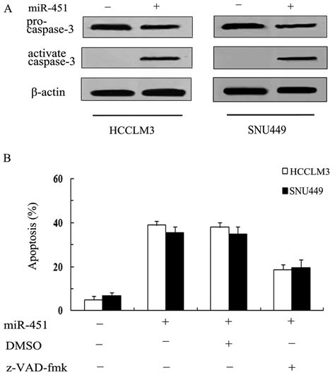 mir 451 potential role as tumor suppressor of human hepatoma cell