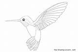 Hummingbird Humming Sketch Step Sketching sketch template