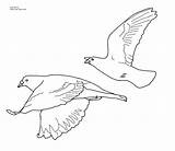 Flying Bird Coloring Drawing Pages Pigeon Printable Outline Seagulls Line Kids Birds Colouring Drawings Pigeons Color Easy Simple Template Print sketch template