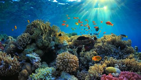 crean el primer seguro  proteger  km de arrecife de coral en el caribe mexicano