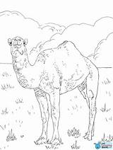 Camel Kamel Dromedary Ausmalbild Laying Camels Kunjungi Arabian Onlycoloringpages sketch template