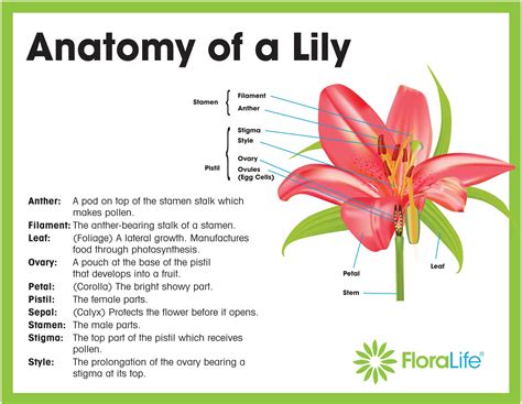 flower anatomy  floralife blog