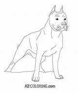 Coloring Pages Pitbull Pit Line Realistic Drawing Bull Pitbulls Bulls Printable Getdrawings Colouring Comments Getcolorings Color Coloringhome Pag sketch template