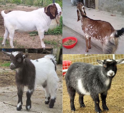 goat breeds modern farming methods