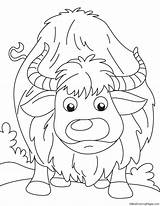 Yak Searching Coloring Pages sketch template