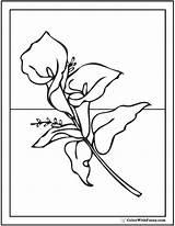 Lily Calla Coloring Pages Drawing Lilies Cala Printables Designlooter Drawings Pdf Getdrawings Customize Line 2kb sketch template