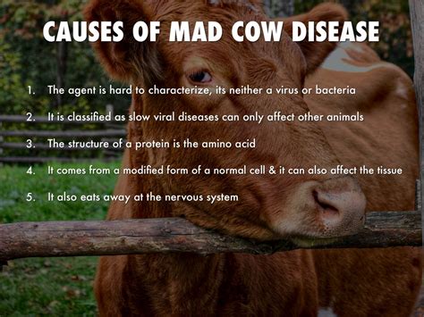 mad  disease  humans symptoms