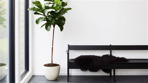 indoor plants    care   architectural digest