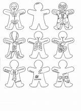 Body Systems Human Coloring Pages Getcolorings sketch template