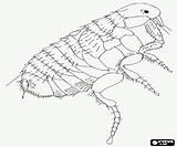 Pages Insects Coloring Flea Oncoloring sketch template
