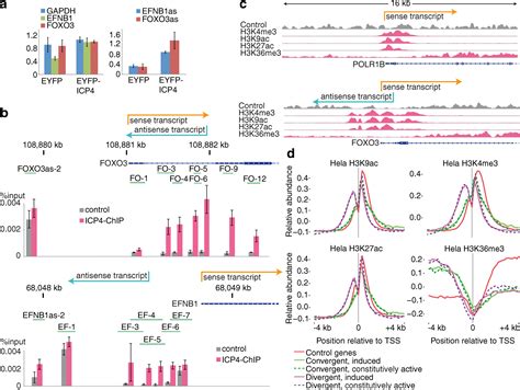 Widespread Activation Of Antisense Transcription Of The Host Genome