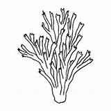 Coloring Pages Algae Coral Reef Barrier Great Top Getdrawings Color Getcolorings Colorin Colorings sketch template
