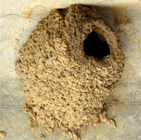 cliff swallows  building nests onwait  itcliffs mendonoma sightings