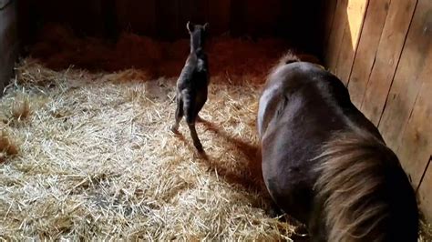 newborn baby miniature horse filly youtube