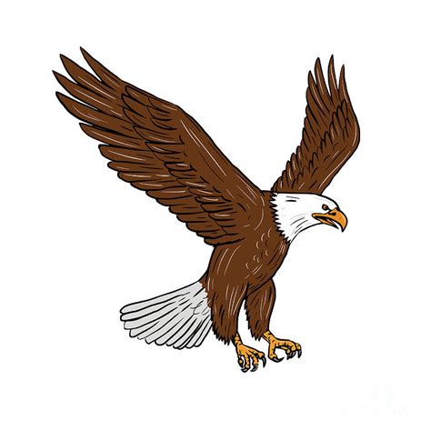 bald eagle flying drawing digital art  aloysius patrimonio fine art