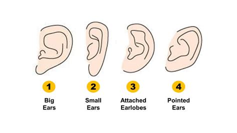 personality test  ear shape reveals  hidden personality traits