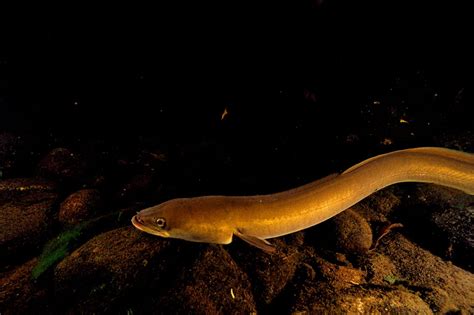 endangered american eel  long slippery road  recovery